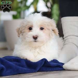 Ace, Maltipoo Puppy